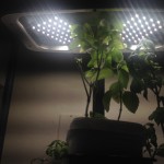 The Aerogarden 7 with the LED light upgrade. 